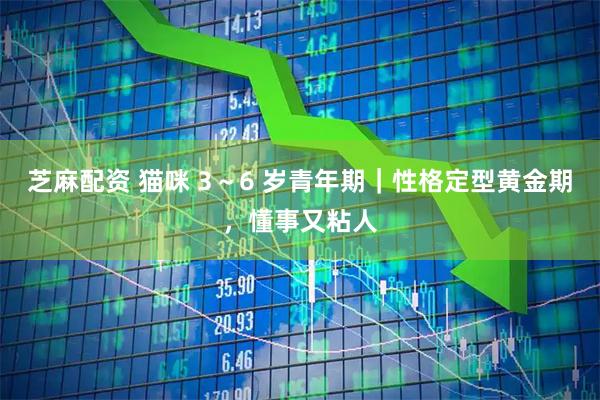 芝麻配资 猫咪 3～6 岁青年期｜性格定型黄金期，懂事又粘人