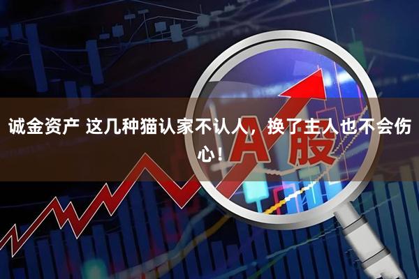 诚金资产 这几种猫认家不认人，换了主人也不会伤心！